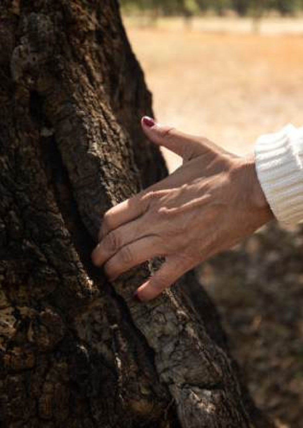 A hand resting on cork oak bark