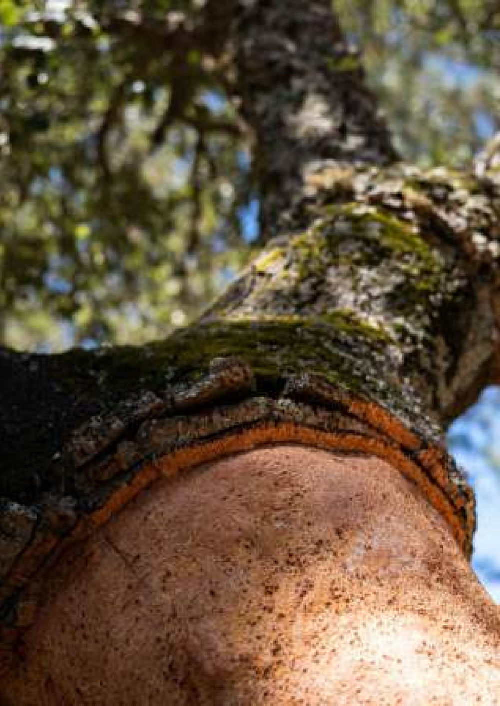 The harvested trunk of a cork oak