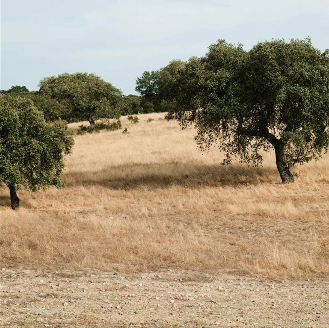 Cork oaks standing in open grassland in Portugal