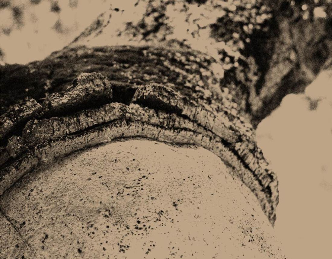 Harvested cork oak bark in close-up