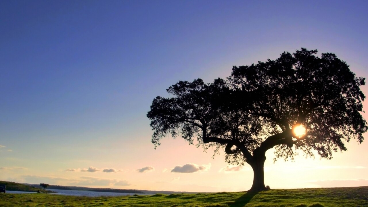Cork oak trees in Portugal
